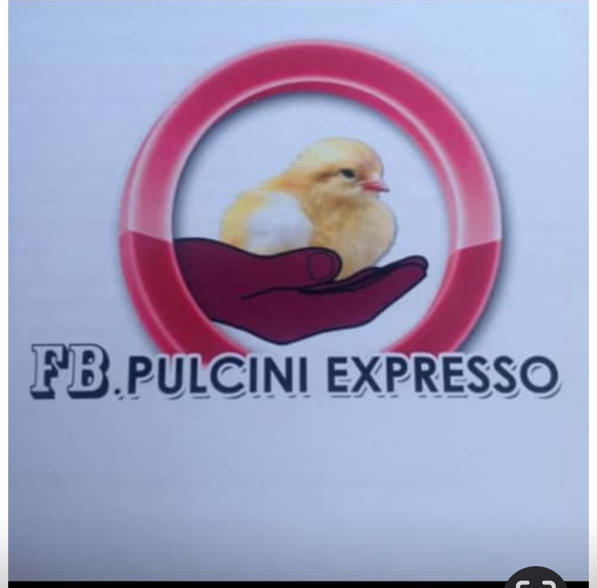 Fb Pulcini Expresso